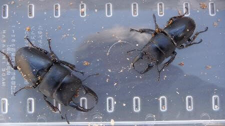 国産ヒラタクワガタ