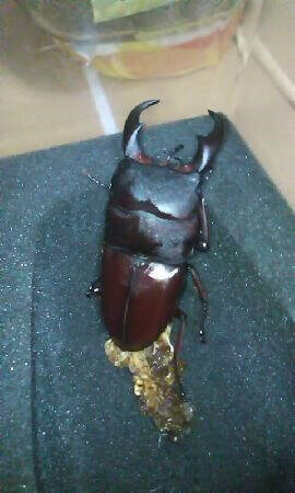 サキシマヒラタクワガタ　西表島仲間川