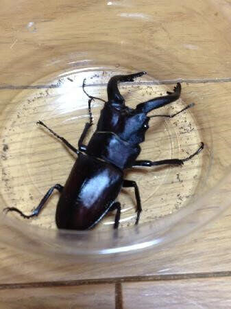 国産ノコギリクワガタ