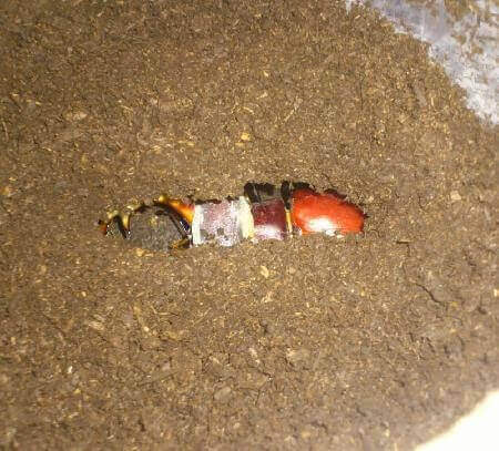 ユダイクスミヤマクワガタ