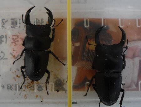 国産オオクワガタ 久留米