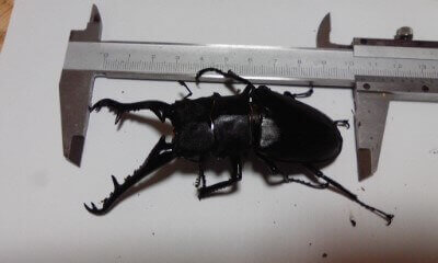 ギラファノコギリクワガタ　フローレス