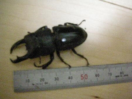 ハチジョウヒラタクワガタ