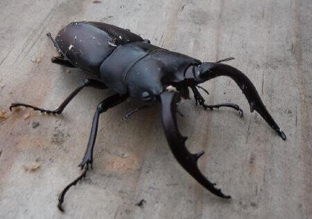 国産ノコギリクワガタ