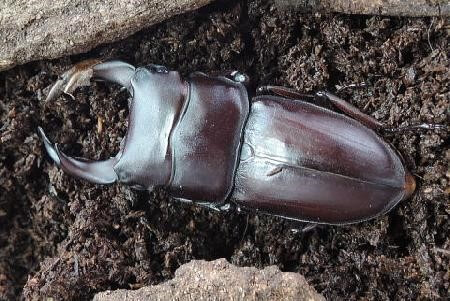 国産オオクワガタ