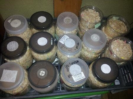 ギラファノコギリクワガタ フローレス