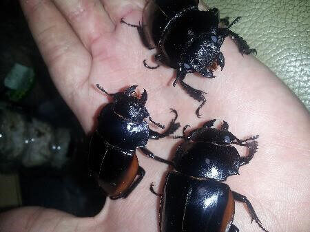 クベラツヤクワガタ