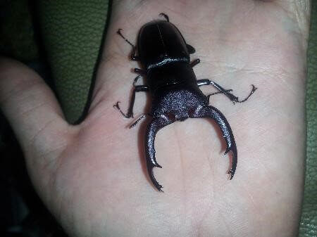 ムニスゼッチフタマタクワガタ