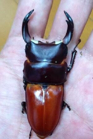 国産オオクワガタ 久留米