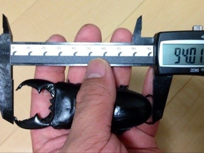 スマトラオオヒラタクワガタ