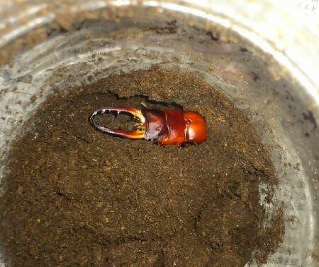 ドルサリスノコギリクワガタ