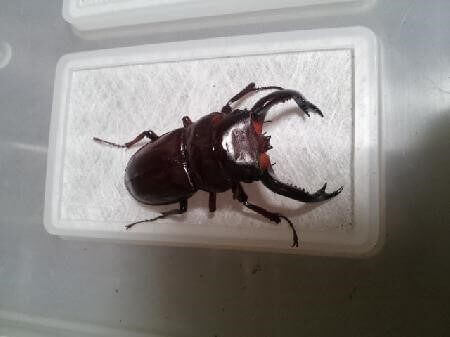 フォルスターフタマタクワガタ