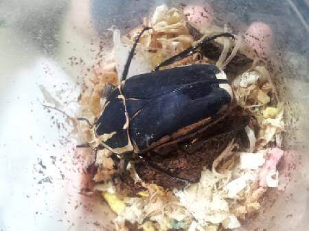 ウガンデンシスオオツノカナブン