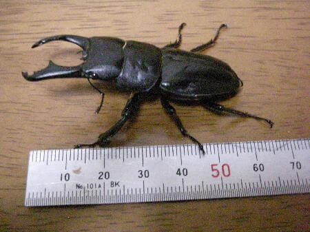 ハチジョウヒラタクワガタ