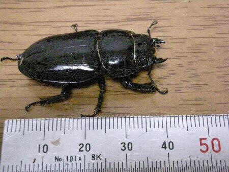 ハチジョウヒラタクワガタ