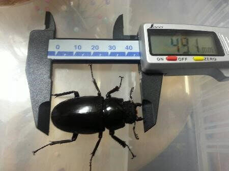 ギラファノコギリクワガタ　フローレス