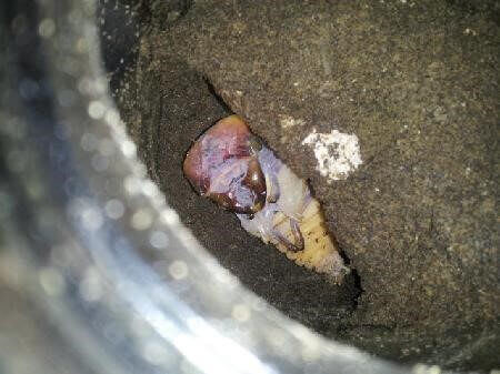 アルキデスオオヒラタクワガタ