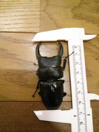 国産オオクワガタ 産地不明