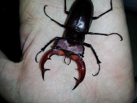 エラフスミヤマクワガタ