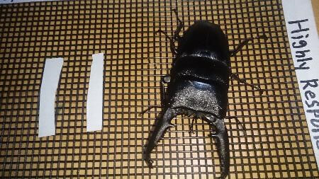 パラワンオオヒラタクワガタ