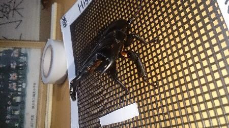 ダイオウヒタラクワガタ