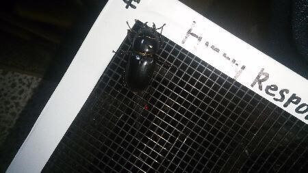 国産ヒラタクワガタ