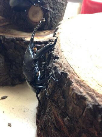 パラワンオオヒラタクワガタ