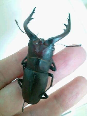 国産ノコギリクワガタ