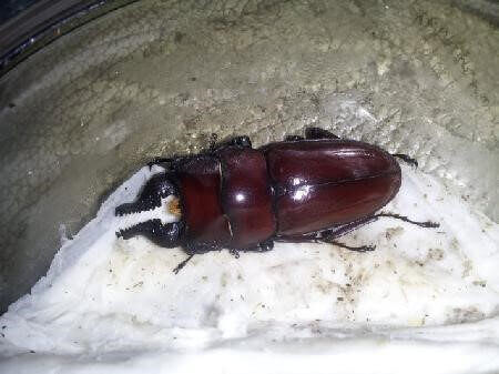 フォルケプスノコギリクワガタ