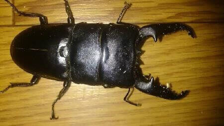 パラワンオオヒラタクワガタ