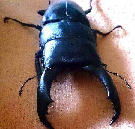 テイオウヒラタクワガタ