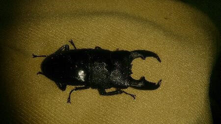 マリンドッケオオヒラタクワガタ