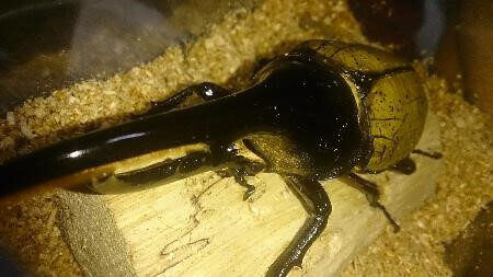 ヘラクレス・ヘラクレス