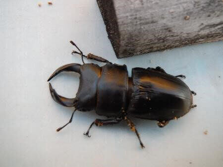 国産オオクワガタ 上阿古谷