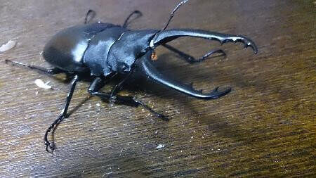 ギラファノコギリクワガタ