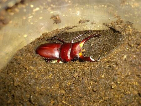 国産コクワガタ