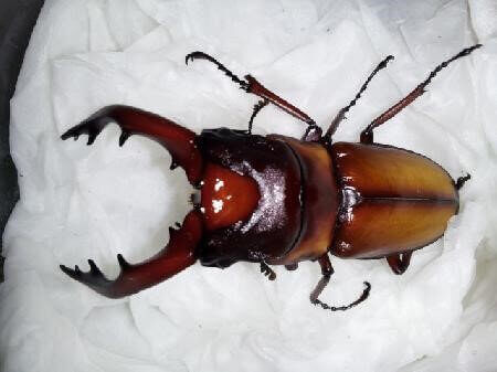 ミラビリスノコギリクワガタ