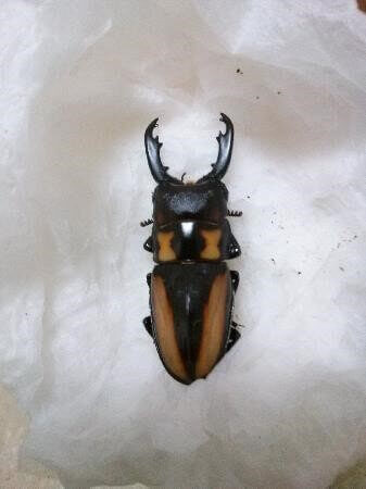 ビプラギアトゥスノコギリクワガタ