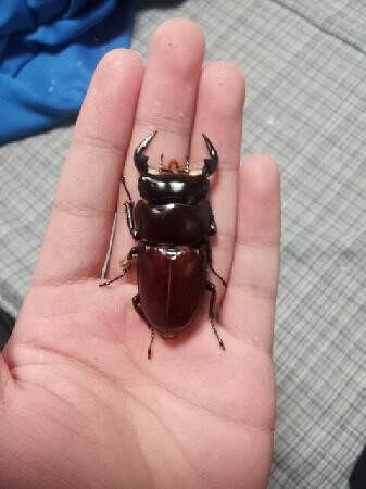 アンタエウスオオクワガタ　インド　