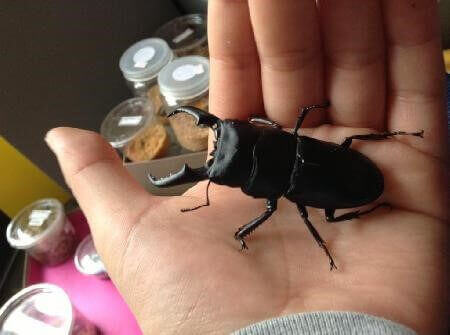 国産ヒラタクワガタ