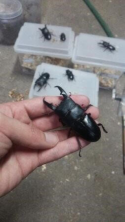 国産ヒラタクワガタ