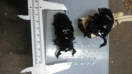 タランドゥスオオツヤクワガタ