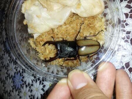 ウムハンギノコギリクワガタ