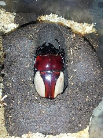 ブルマイスターツヤクワガタ