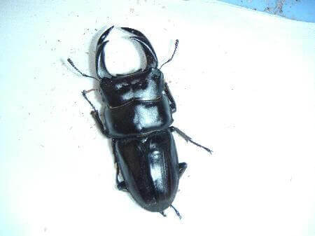 国産オオクワガタ 阿古谷