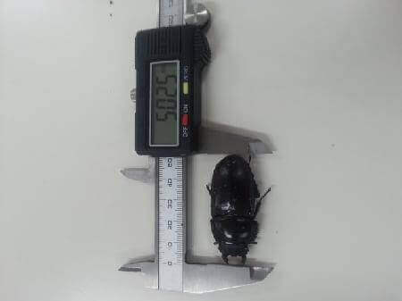 アンタエウスオオクワガタ　インドサディア