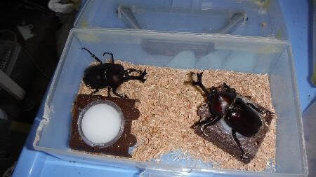 国産カブトムシ