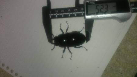 タランドゥスオオツヤクワガタ