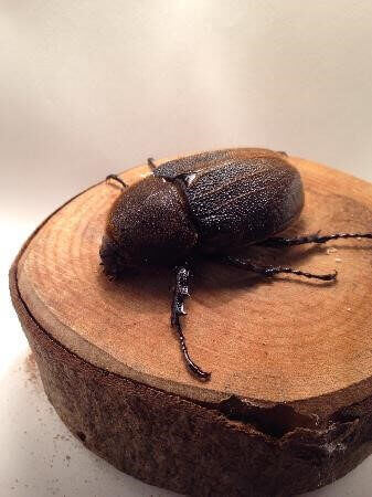 ヘラクレス・ヘラクレス