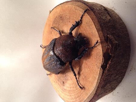 ヘラクレス・ヘラクレス